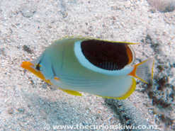 Snorkelling at Vaimaanga