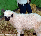 Valais Blacknose Lamb at Agrodome Nursery, Rotorua
