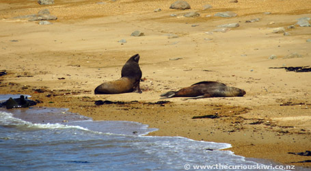 Sea lions at Waipapa Point