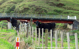 Immigration Officers in Whangamomona