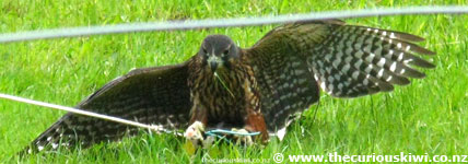 Karearea (NZ falcon) at Wingspan National Bird of Prey Centre